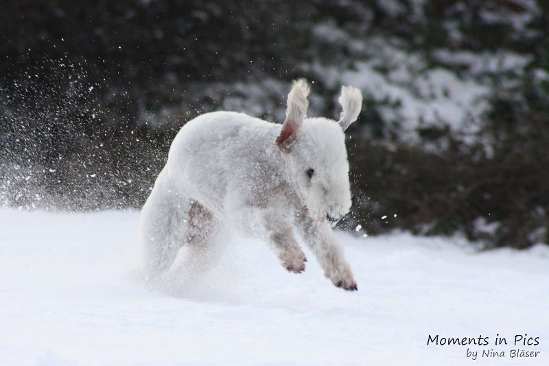Airis Blue Volshebny Svet 2010-01-31 (7).JPG